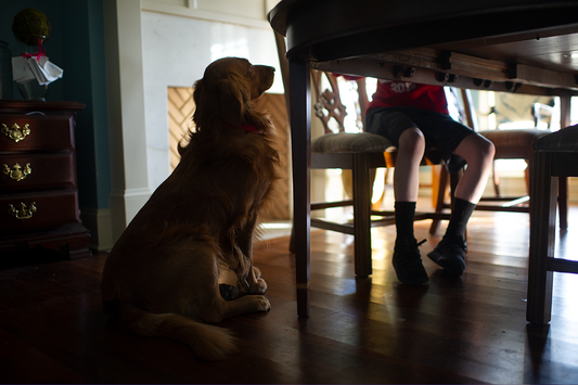 Hungry Puppy - Meg Bitton Productions