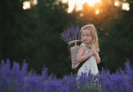 Lavender Sunset - Meg Bitton Productions