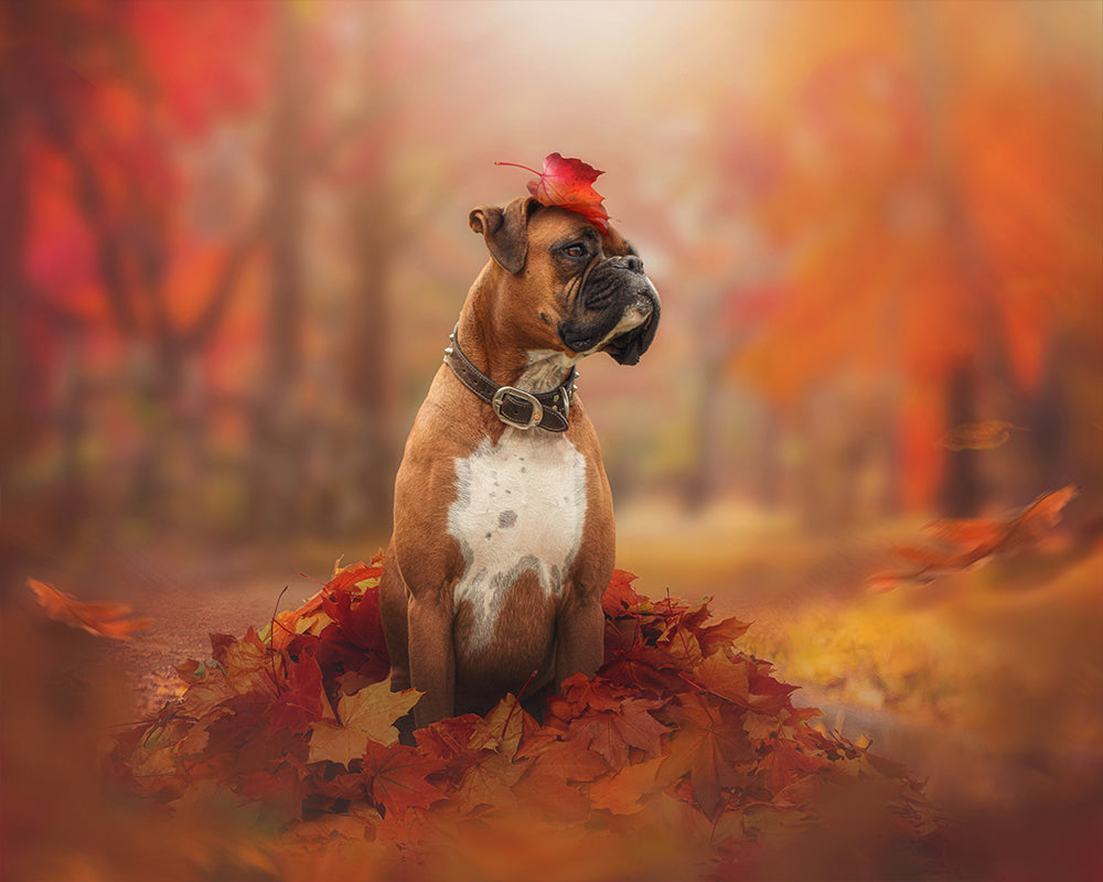 Little Joys of Autumn - Meg Bitton Productions