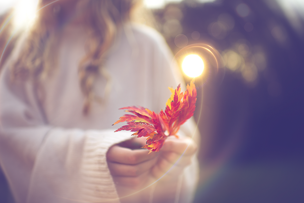Maple Leaf - Meg Bitton Productions