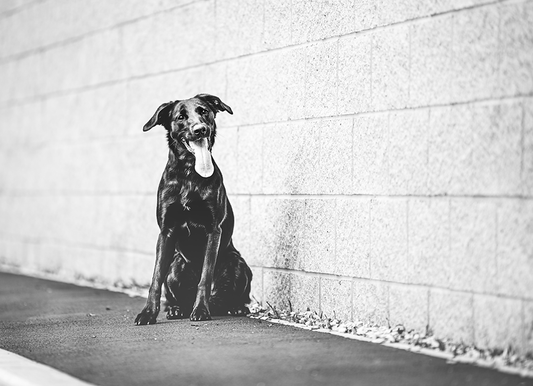 Monochrome Pup - Meg Bitton Productions