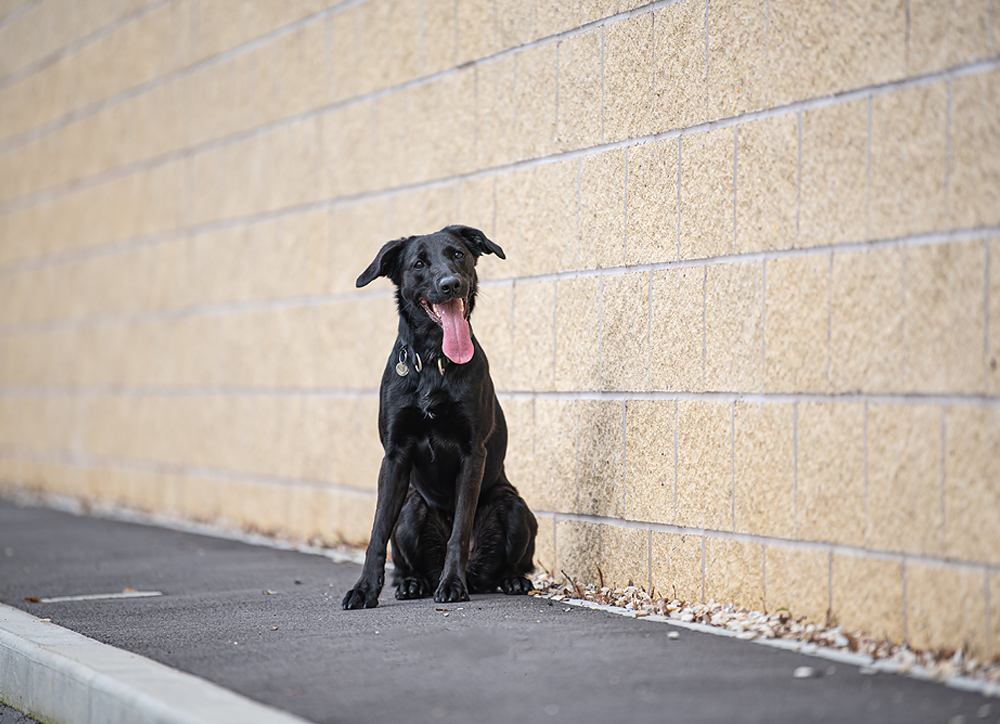 Monochrome Pup - Meg Bitton Productions
