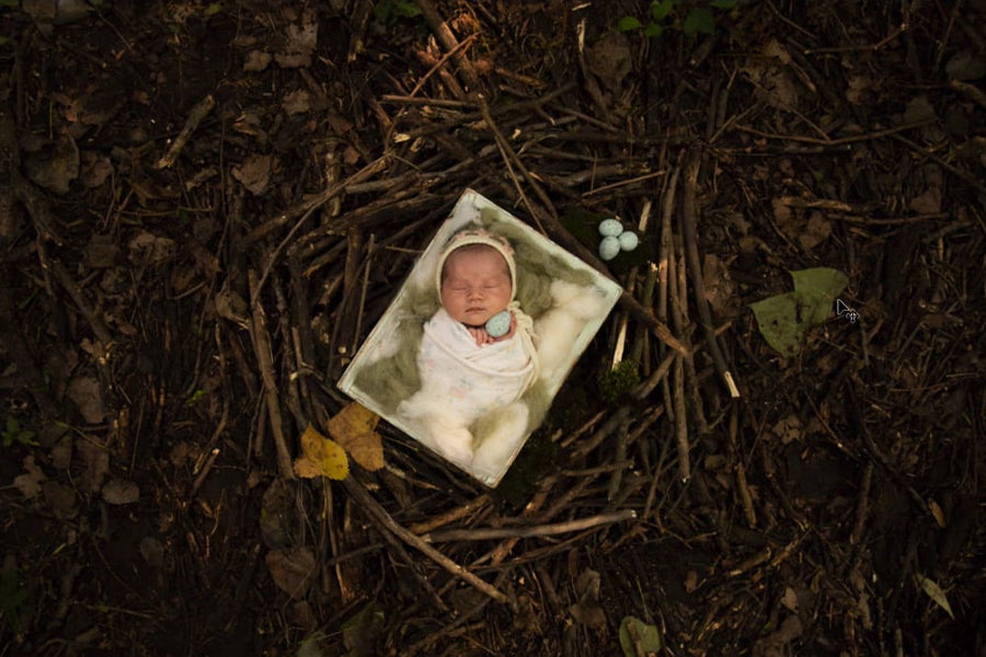 Nest of Fire - Meg Bitton Productions
