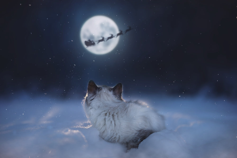 Oh Quiet Night - Meg Bitton Productions