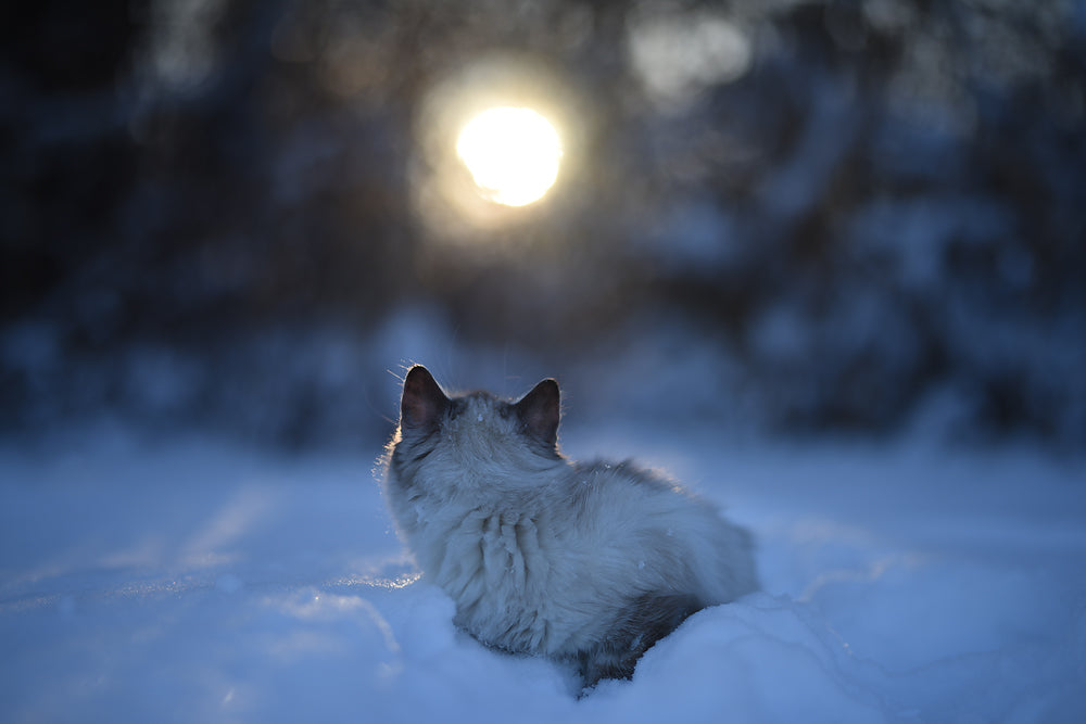 Oh Quiet Night - Meg Bitton Productions