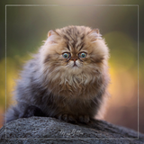 Magical Animal Action - Meg Bitton Productions