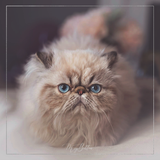 Magical Fluffy Kitty Action - Meg Bitton Productions