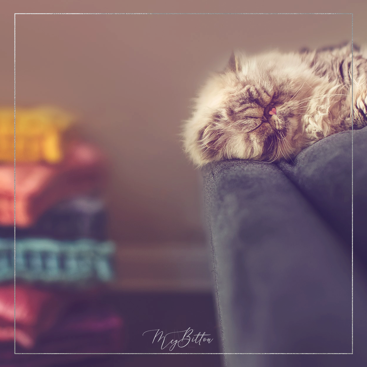 Magical Gentle Lifestyle Action - Meg Bitton Productions