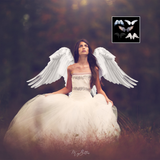 Mixer Brush: Wings - Meg Bitton Productions