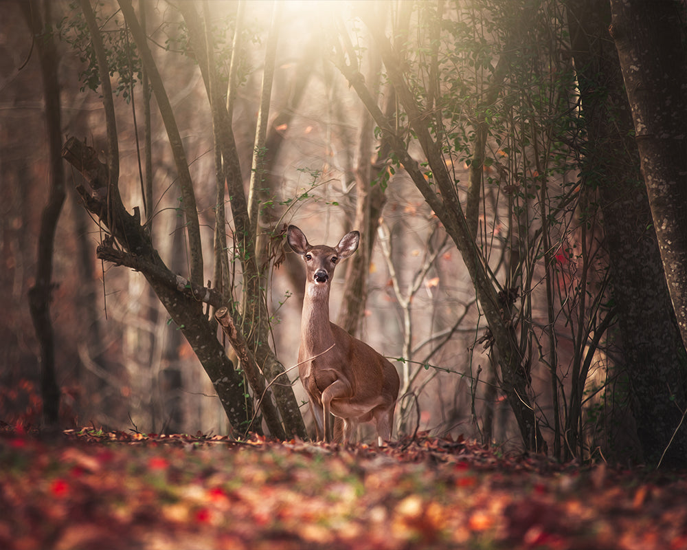 Oh Deer - Meg Bitton Productions