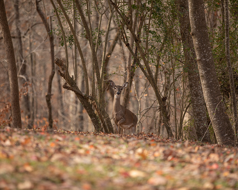 Oh Deer - Meg Bitton Productions