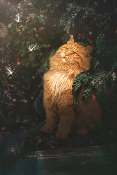 Orange Tabby - Meg Bitton Productions