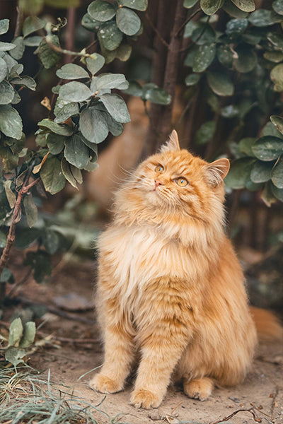 Orange Tabby - Meg Bitton Productions