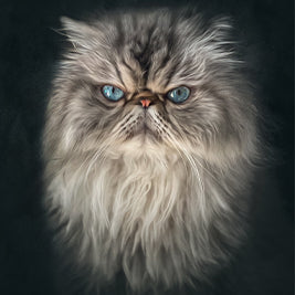 Painterly Cat - Meg Bitton Productions