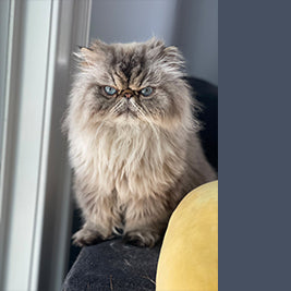 Painterly Cat - Meg Bitton Productions