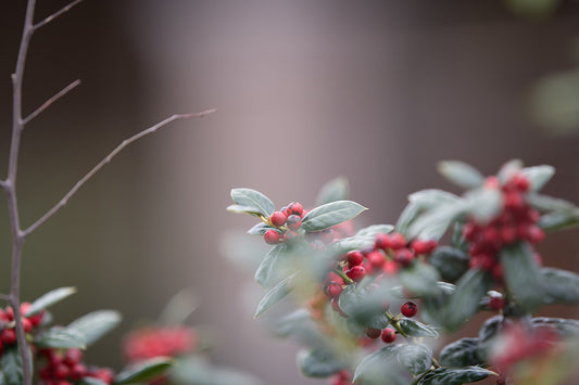 Peaceful Berries Silent Edit - Meg Bitton Productions