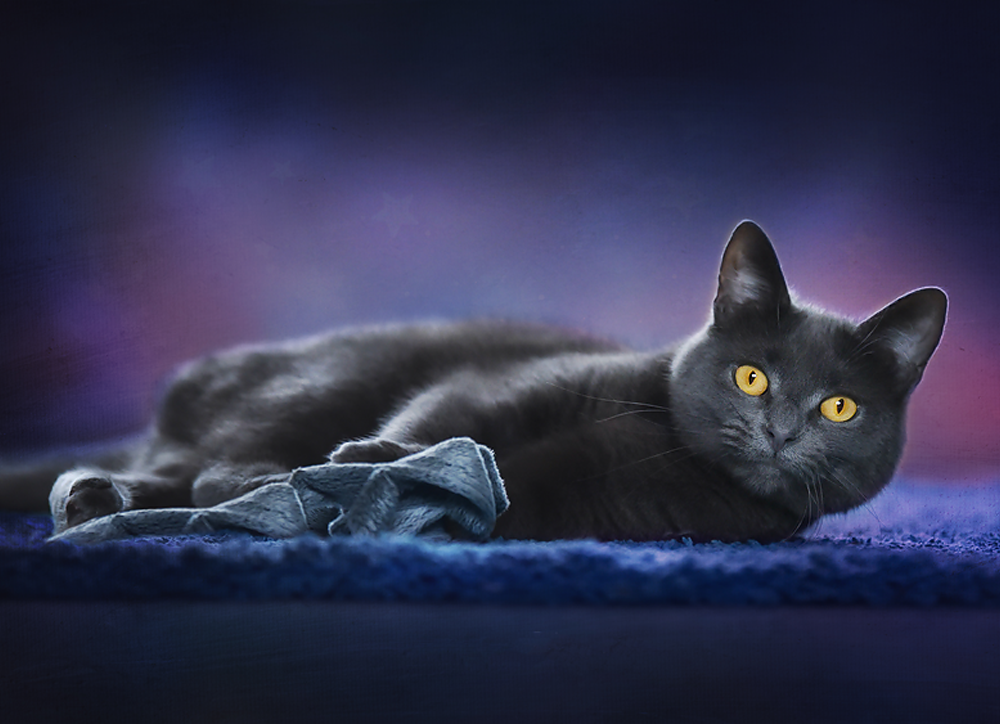 Pippa the Cat - Meg Bitton Productions