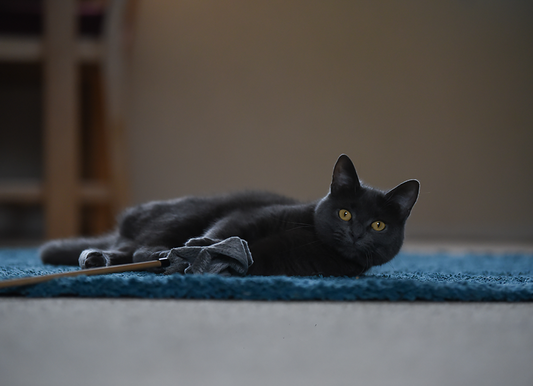 Pippa the Cat - Meg Bitton Productions