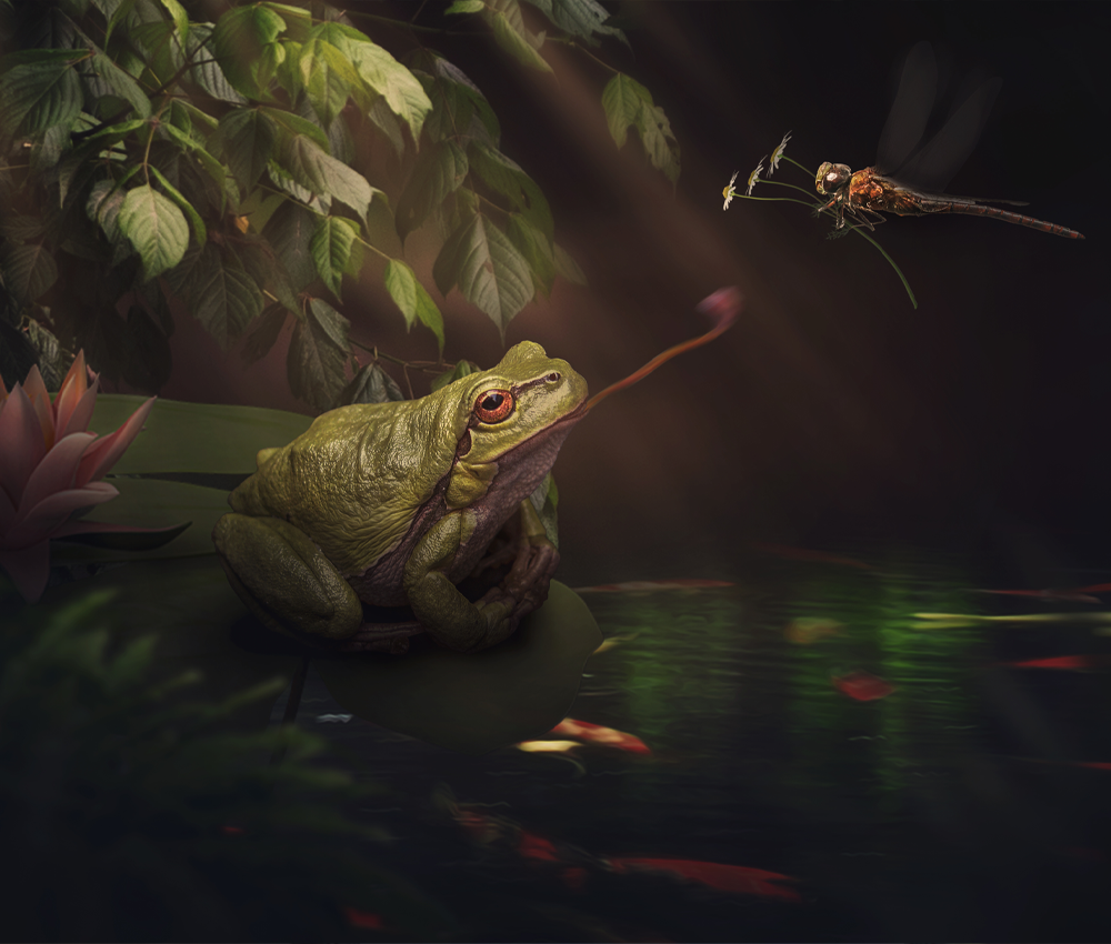 Pond Life - Meg Bitton Productions