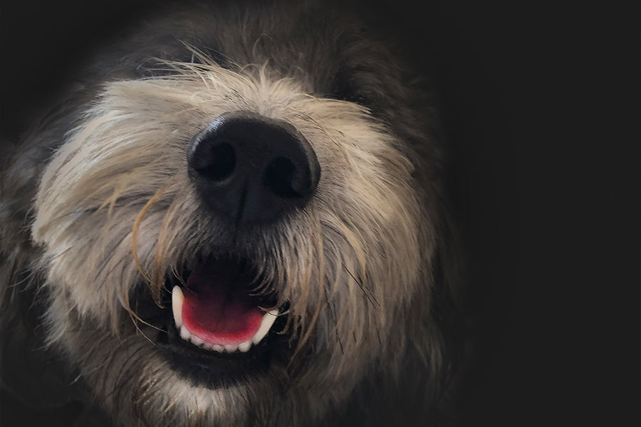 Portrait of Harry - Meg Bitton Productions
