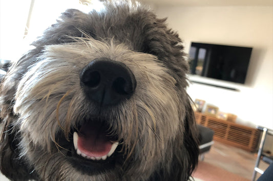 Portrait of Harry - Meg Bitton Productions