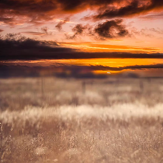 Prairie Girl - Meg Bitton Productions