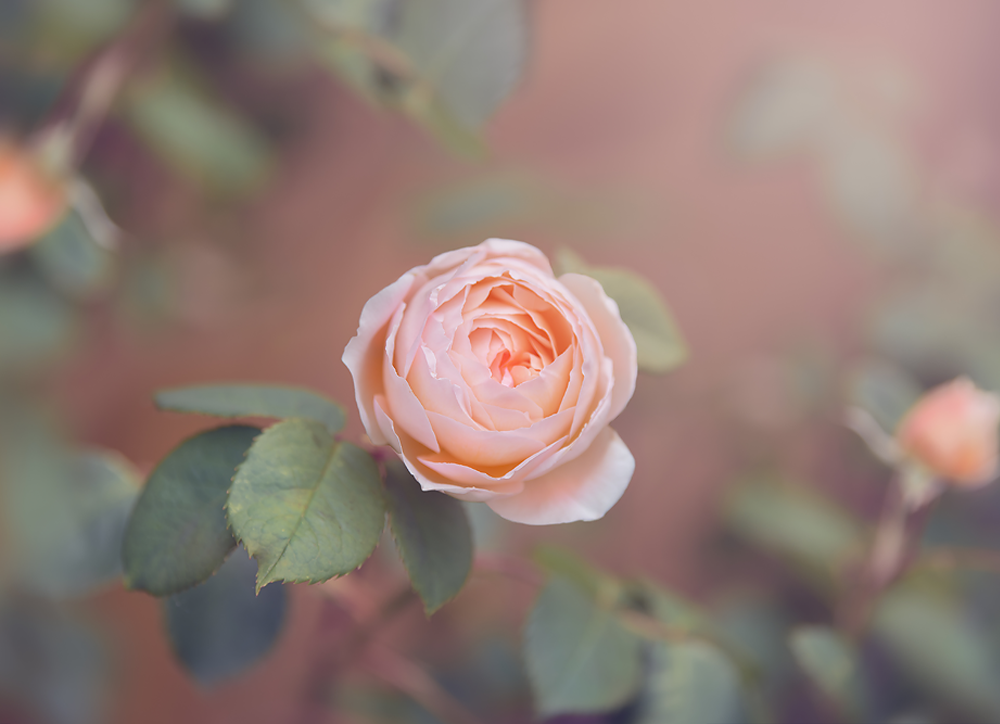 Pretty in Peach - Meg Bitton Productions