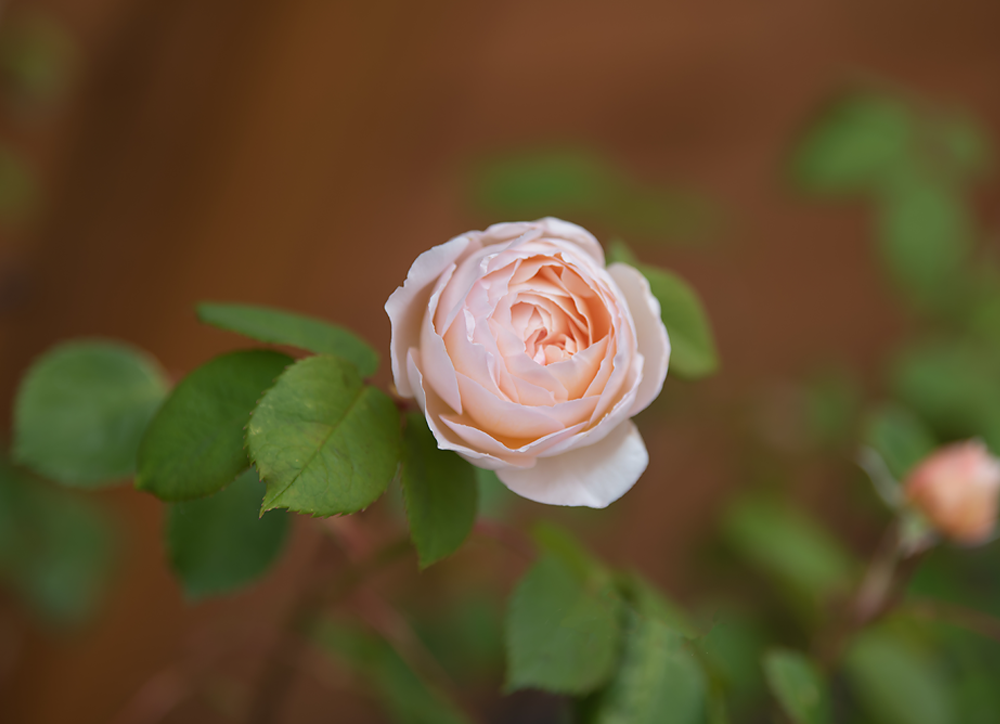 Pretty in Peach - Meg Bitton Productions