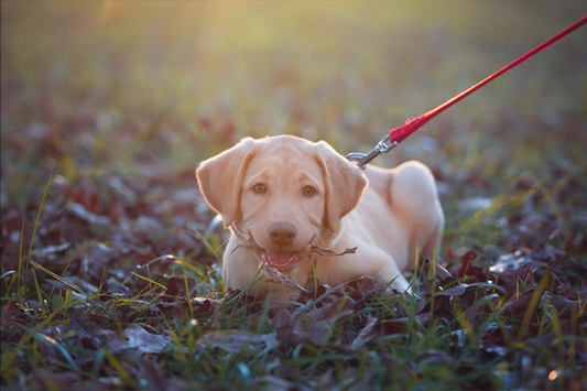 Puppy Portrait - Meg Bitton Productions