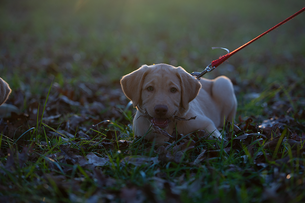 Puppy Portrait - Meg Bitton Productions