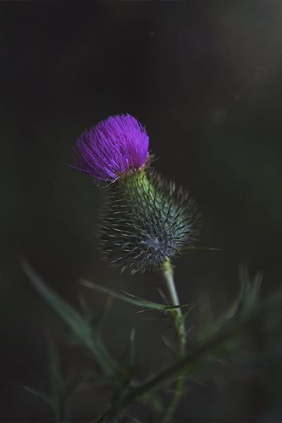 Five Minute Edit: Purple Macro - Meg Bitton Productions