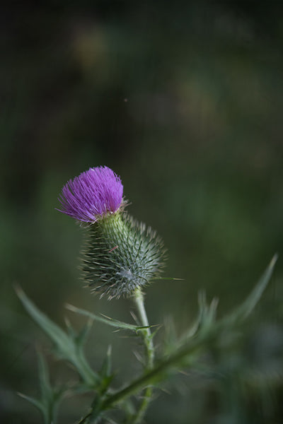 Five Minute Edit: Purple Macro - Meg Bitton Productions