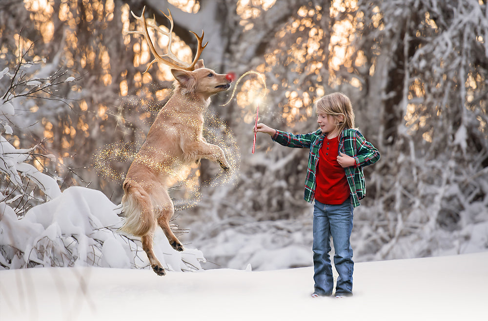 Reindeer Dog - Meg Bitton Productions