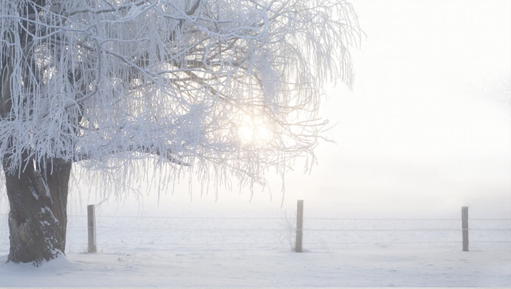 Snow Ballet - Meg Bitton Productions