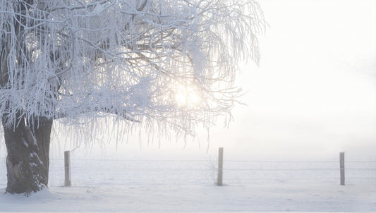 Snow Ballet - Meg Bitton Productions