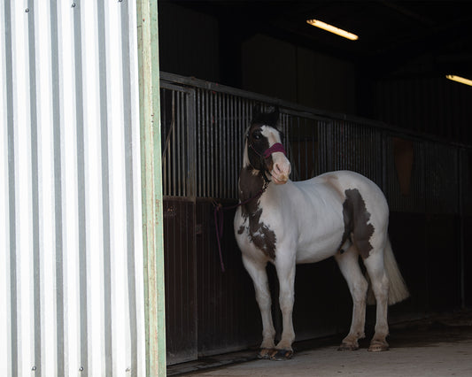 Snowy Stable - Meg Bitton Productions