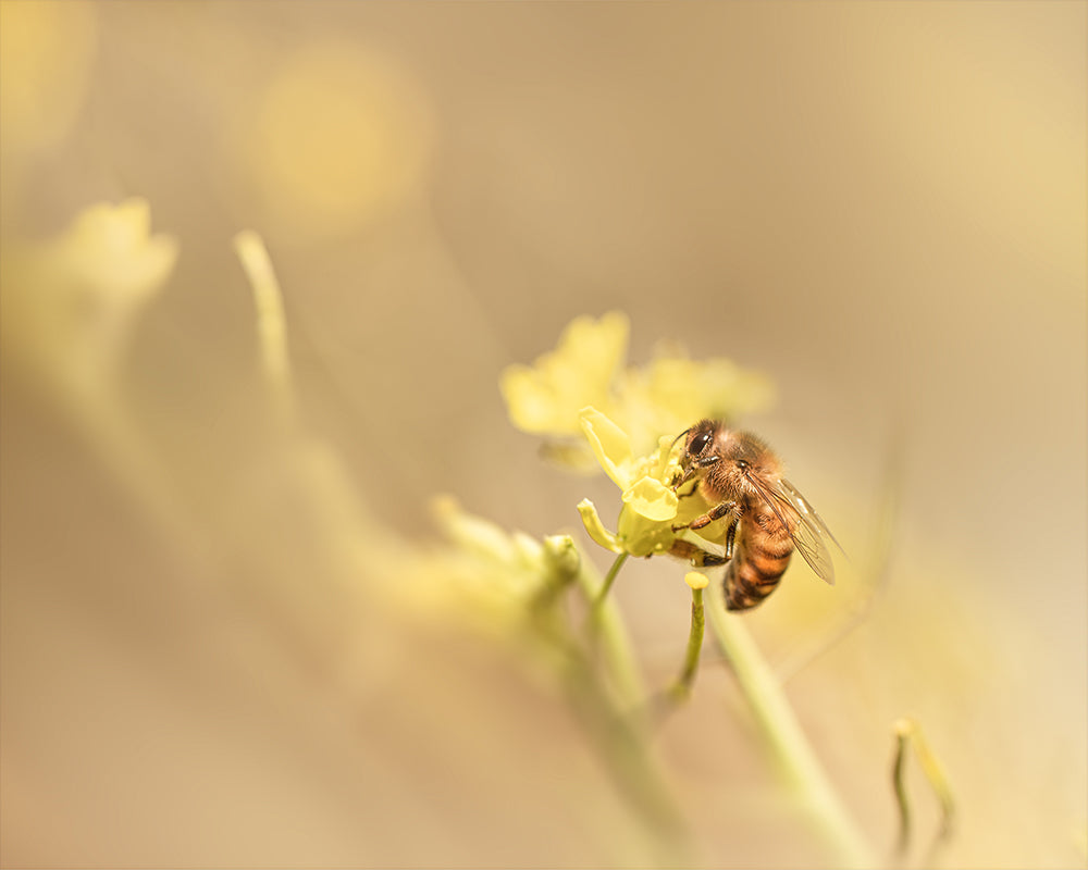 Spring Bee - Meg Bitton Productions