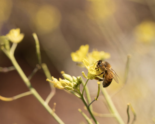 Spring Bee - Meg Bitton Productions