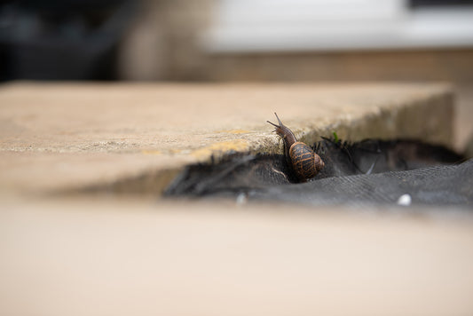 Starry Snail - Meg Bitton Productions