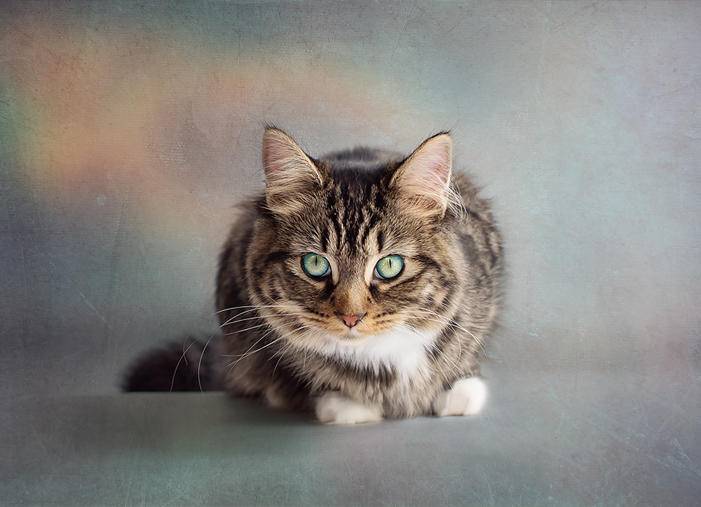 Stevie Cat - Meg Bitton Productions