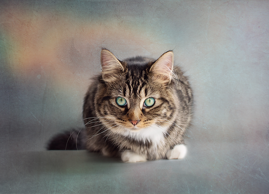 Stevie Cat - Meg Bitton Productions