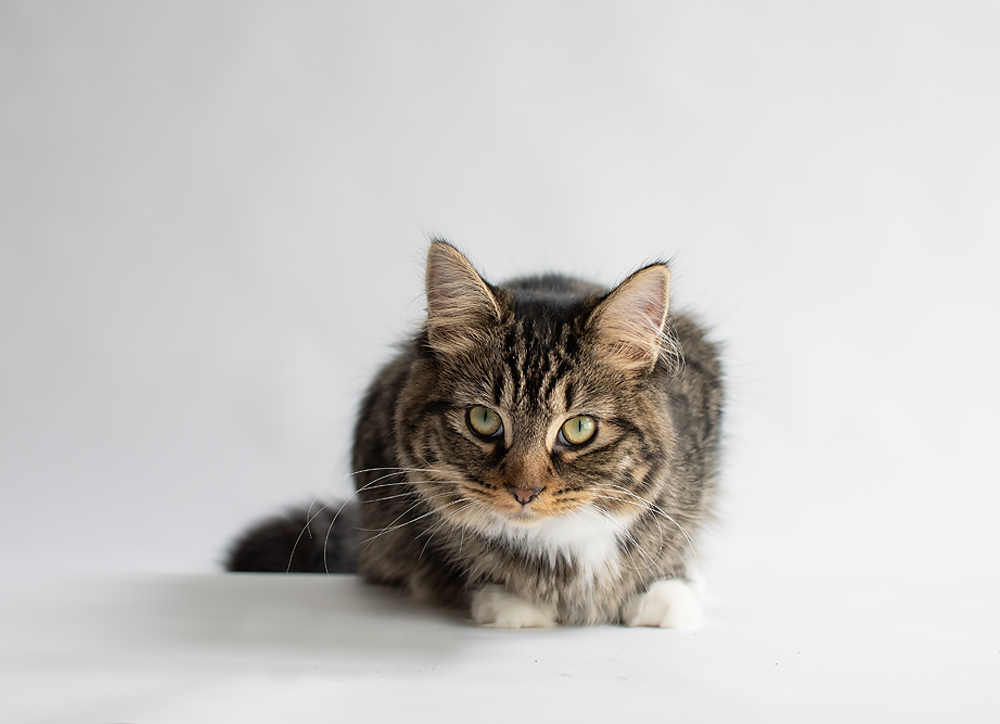 Stevie Cat - Meg Bitton Productions