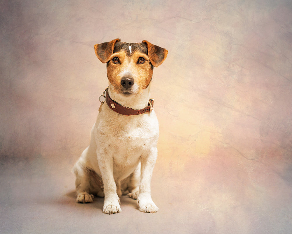 Five Minute Edit: Studio Pup - Meg Bitton Productions
