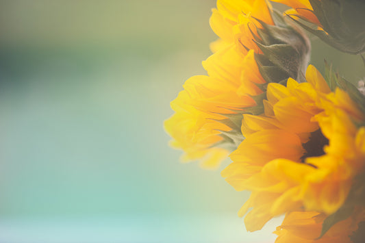 Sunflower Gift Silent Edit - Meg Bitton Productions