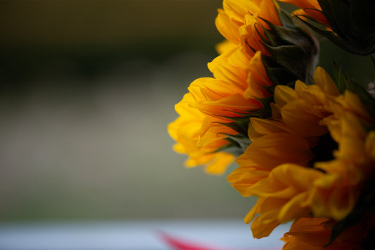 Sunflower Gift Silent Edit - Meg Bitton Productions