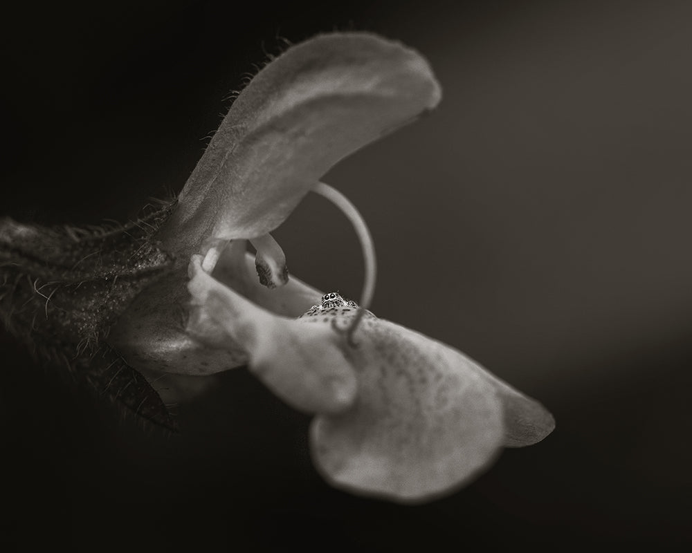 Warm Monochrome Macro - Meg Bitton Productions