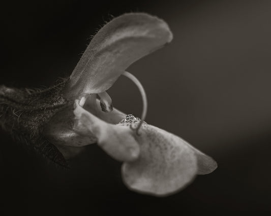 Warm Monochrome Macro - Meg Bitton Productions
