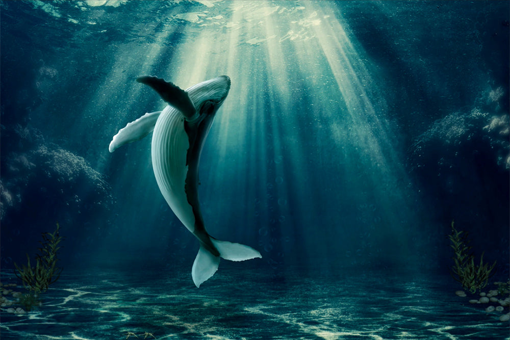 Whale Dance - Meg Bitton Productions