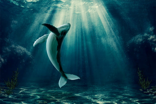 Whale Dance - Meg Bitton Productions