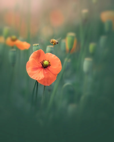 Wild Poppy - Meg Bitton Productions
